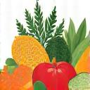 Abstract icon representing balanced nutrition with fruits, vegetables, and grains.
